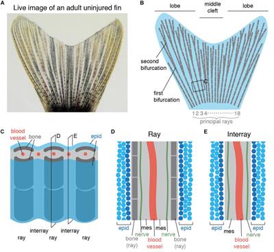 Distribution and Restoration of Serotonin-Immunoreactive Paraneuronal Cells During Caudal Fin Regeneration in Zebrafish